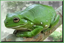 Image of a White's Tree Frog sitting on a branch.